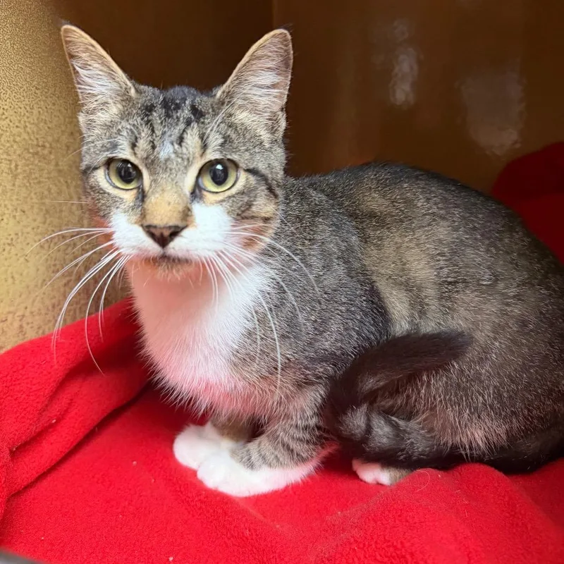 A young medium-sized male Brown / Chocolate Domestic Short Hair cat named Romeo for adoption in Jupiter, FL