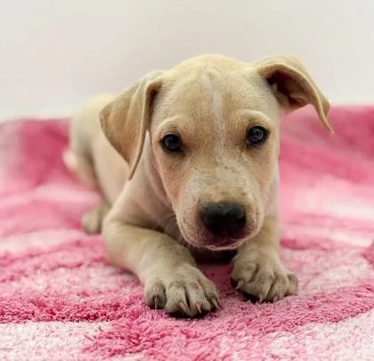 A young small-sized male Terrier dog named Louie for adoption in Bowling Green, KY