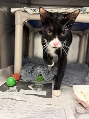 An adult small-sized female Domestic Short Hair cat named Paige for adoption in Madison, NJ