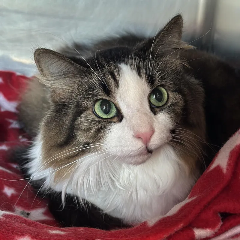 An adult medium-sized female Brown / Chocolate Domestic Long Hair cat named Ramlah for adoption in Matteson, IL