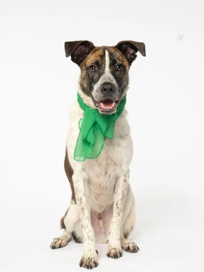 An adult medium-sized male Mixed Breed dog named Stellar for adoption in Atlanta, GA