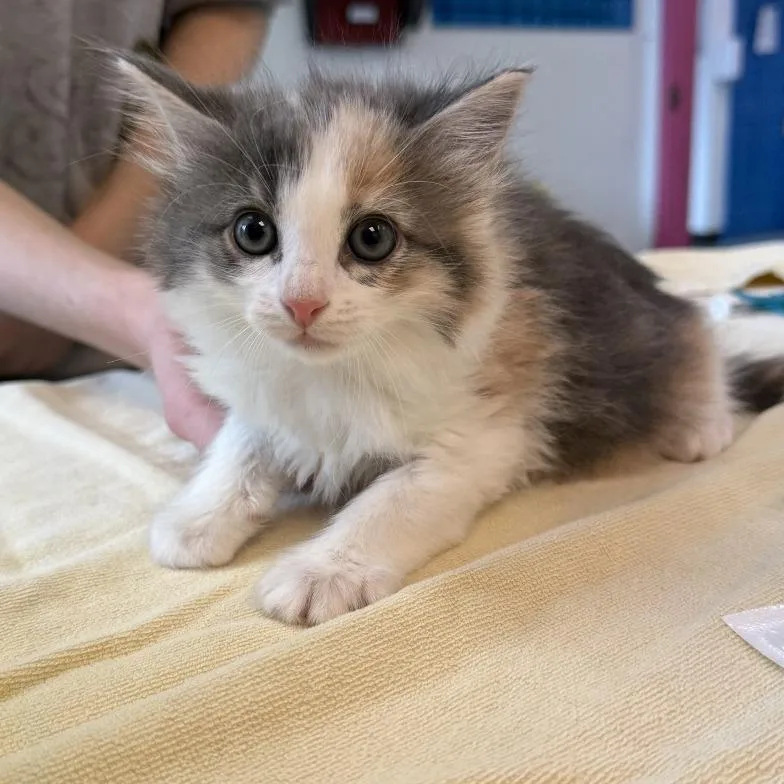 A baby small-sized female White Domestic Short Hair cat named Finx for adoption in Austin, TX