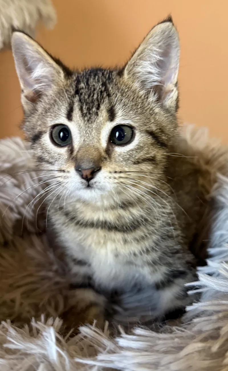 A baby medium-sized male Tabby (Gray / Blue / Silver) Domestic Short Hair cat named Smitty for adoption in South Elgin, IL