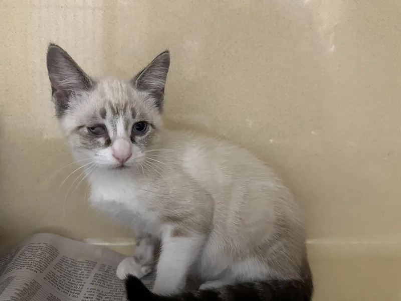 A young medium-sized female Blue Point Domestic Short Hair cat named Snowfur for adoption in Converse, TX