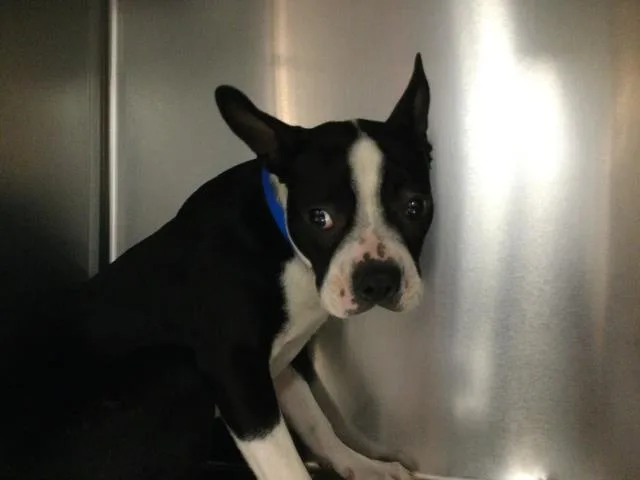 A young small-sized male Boston Terrier dog named Peter for adoption in Thousand Palms, CA
