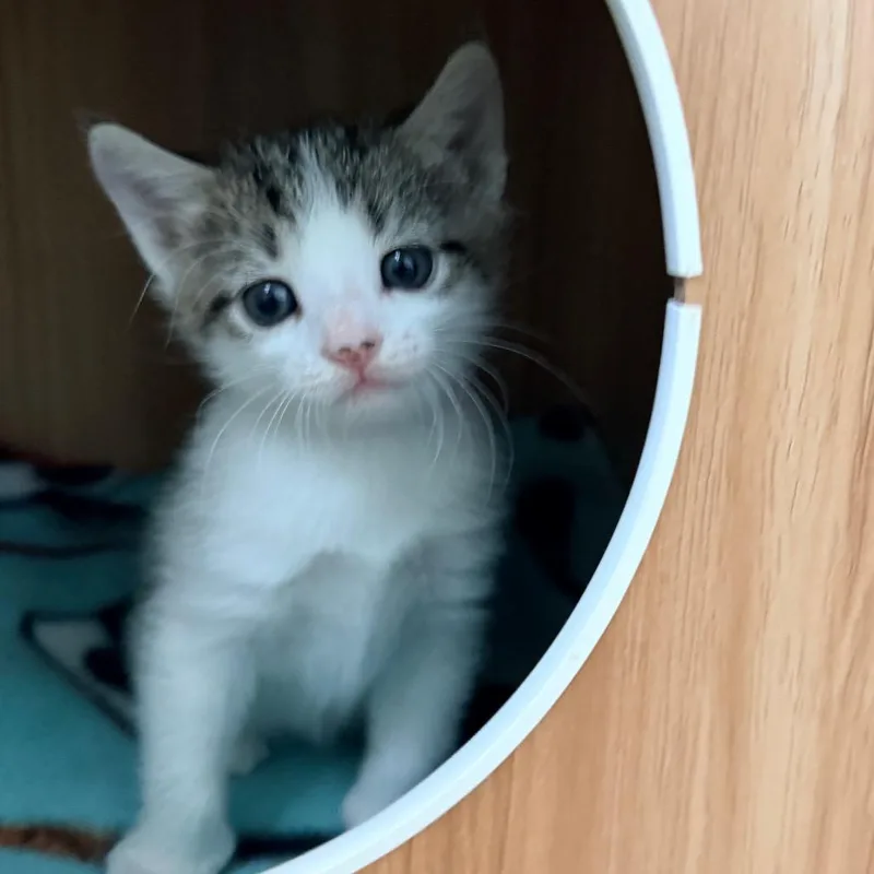Ginny thumbnail 3