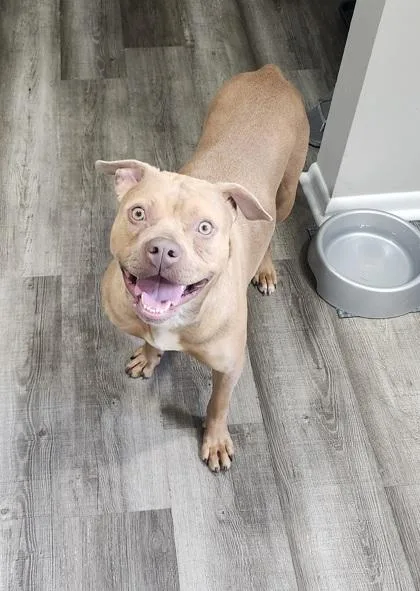 An adult large-sized female Pit Bull Terrier dog named Surprise for adoption in Atlanta, GA