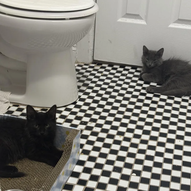 A baby medium-sized male Domestic Long Hair cat named Polaroid and Kodak for adoption in Brooklyn, NY