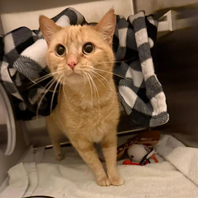 An adult medium-sized female Orange / Red Domestic Short Hair cat named Autumn for adoption in Council Bluffs, IA