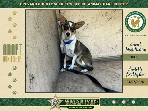 An adult small-sized female Mixed Breed dog named Terri for adoption in Melbourne, FL