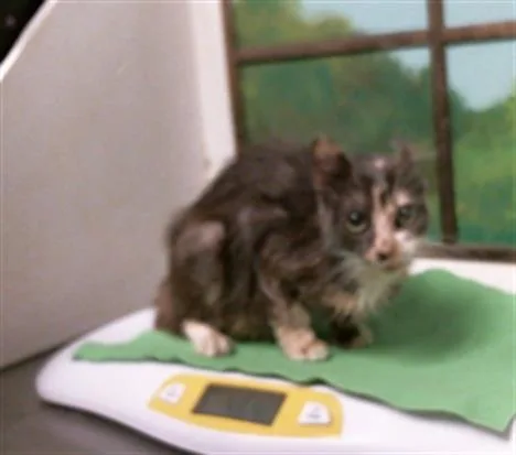 An adult small-sized female Domestic Short Hair cat named Goob for adoption in Houston, TX