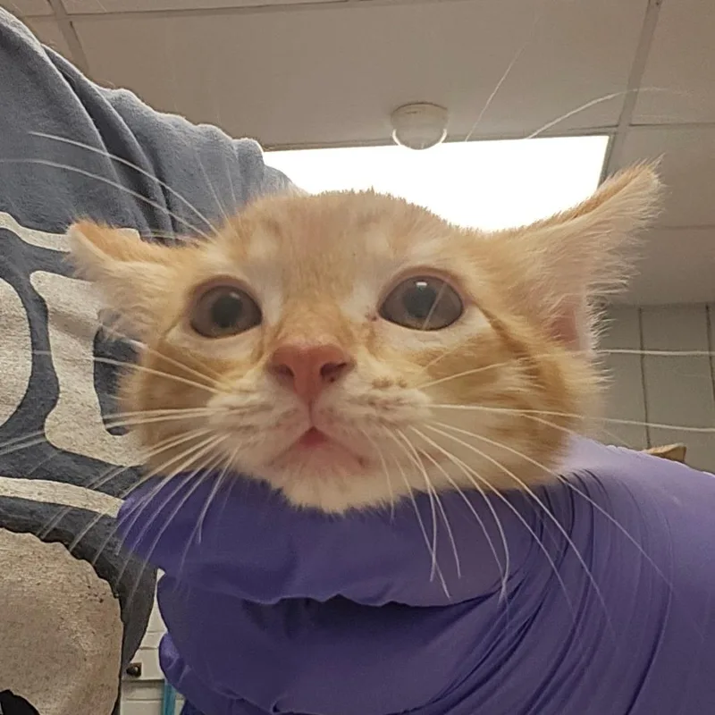 A baby small-sized female Domestic Short Hair cat named Wax Paper for adoption in West Olive, MI