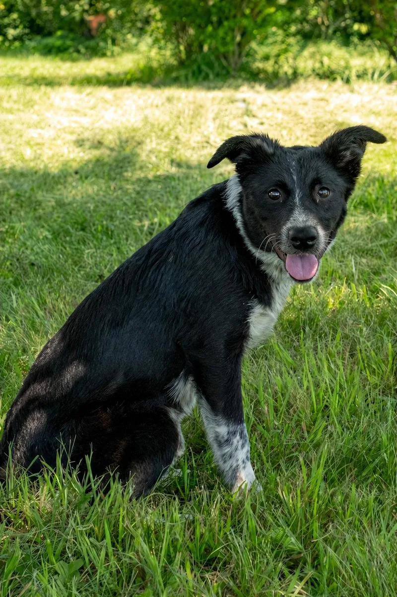 A baby medium-sized female Black Australian Cattle Dog / Blue Heeler dog named Danica for adoption in Clinton, UT