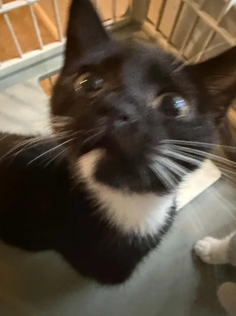 A young large-sized male Domestic Short Hair cat named Nautique for adoption in Stockbridge, GA