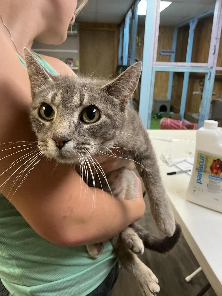 A young small-sized female Abyssinian cat named Cleo for adoption in Dyersburg, TN