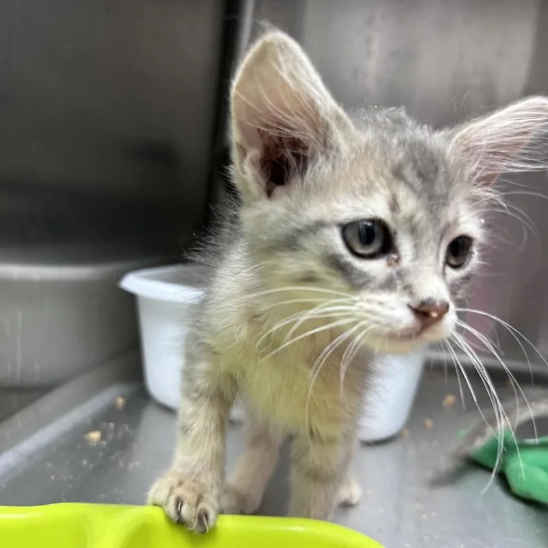 A baby small-sized female Gray / Blue / Silver Domestic Short Hair cat named Leigh for adoption in Mount Gilead, NC