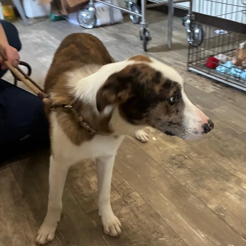 A young medium-sized male Gray / Blue / Silver Australian Shepherd dog named Major for adoption in Hattiesburg, MS