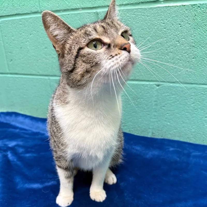 Miss Pickles thumbnail 2