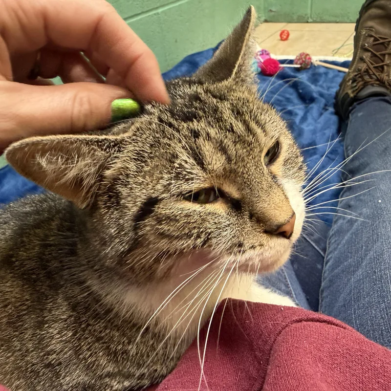 Miss Pickles thumbnail 3