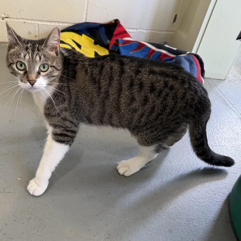 Miss Pickles thumbnail 4