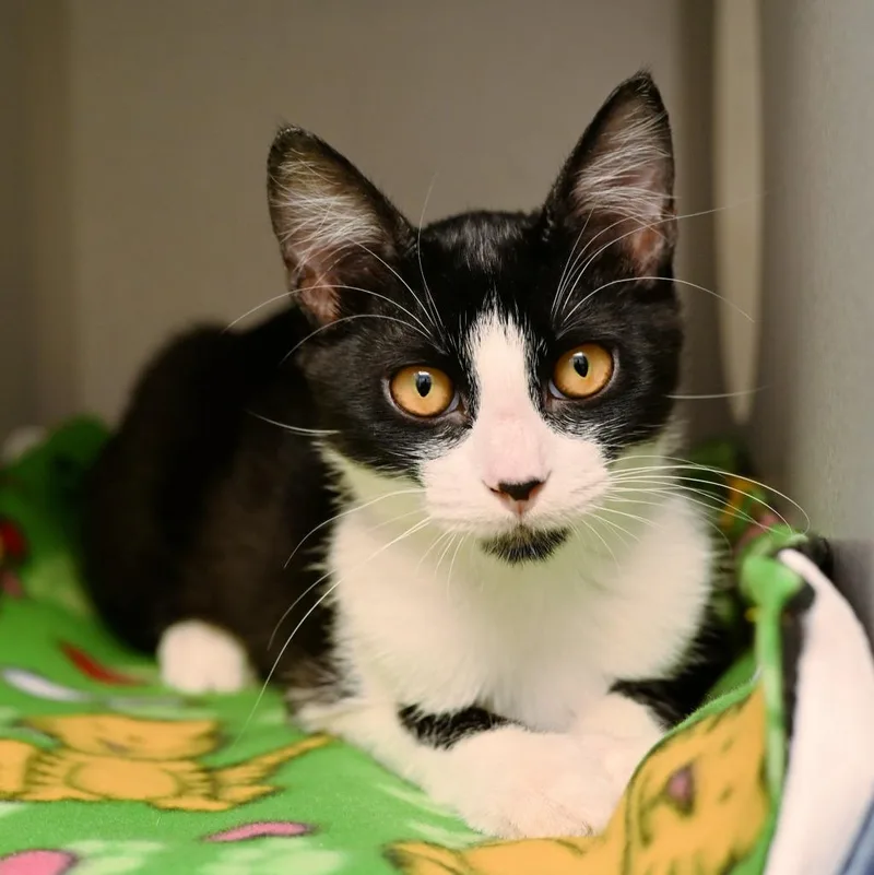 A baby medium-sized male Domestic Short Hair cat named Raiden for adoption in Shoreline, WA