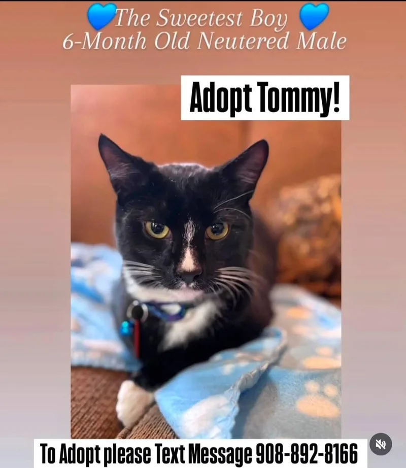 Tommy thumbnail 5