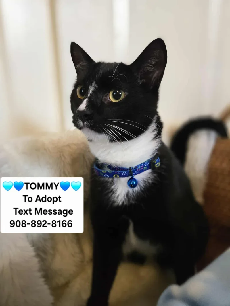 An adult small-sized male Black & White / Tuxedo Domestic Short Hair cat named Tommy for adoption in Bridgewater, NJ