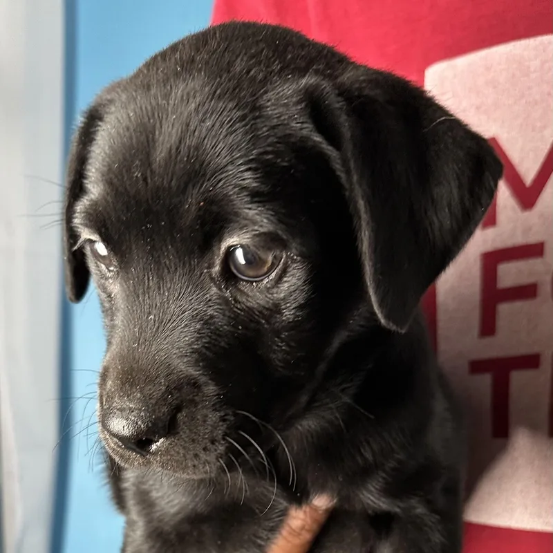 Azalea  Local April thumbnail 2