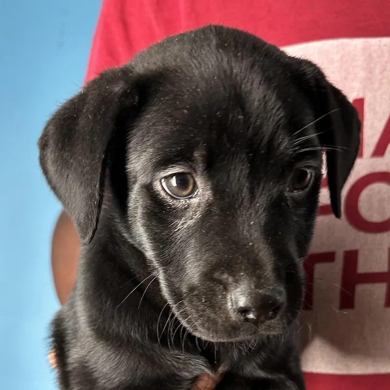 Azalea  Local April thumbnail 3