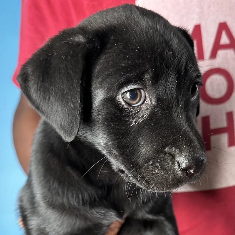 Azalea  Local April thumbnail 4