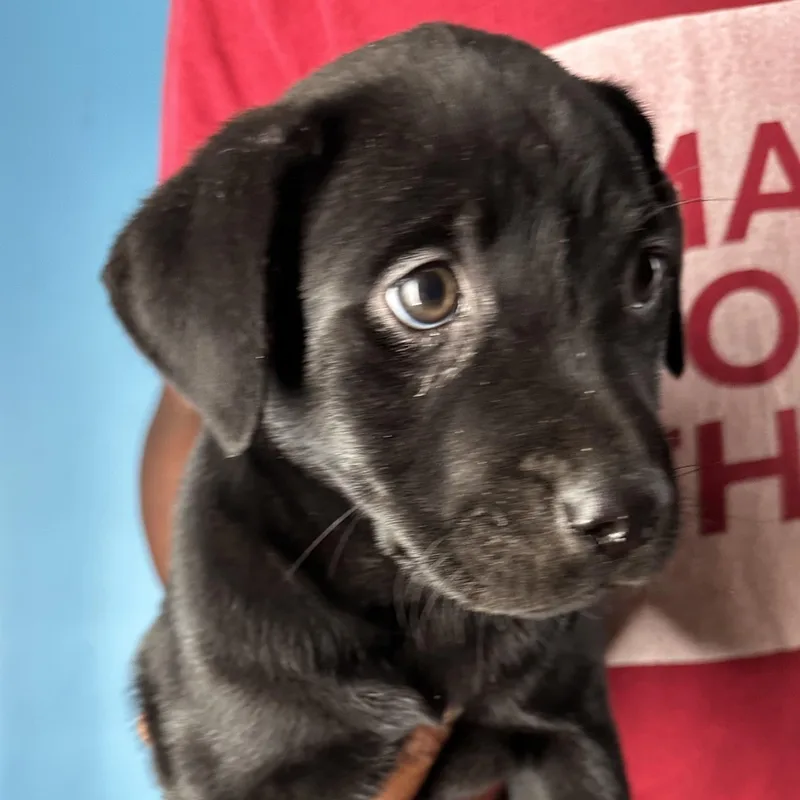 Azalea  Local April thumbnail 5