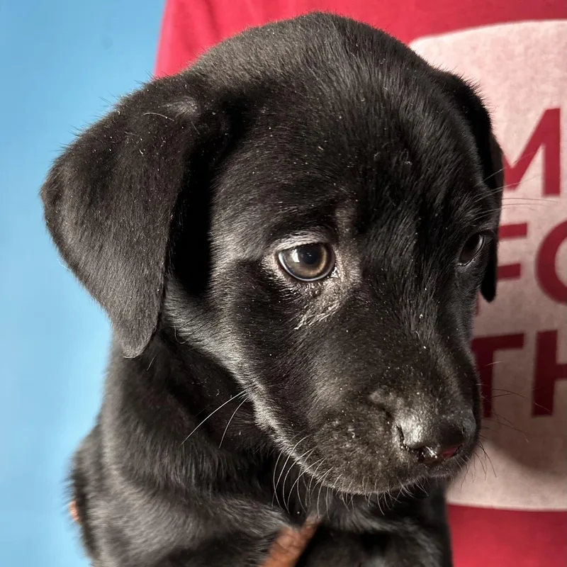 Azalea  Local April thumbnail 6