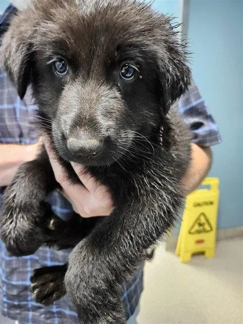 A baby medium-sized male German Shepherd Dog dog named Tatum for adoption in Holbrook, NY