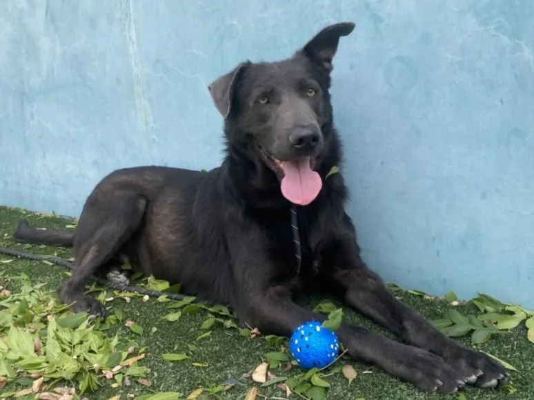 An adult large-sized male Labrador Retriever dog named Potter for adoption in Van Nuys, CA