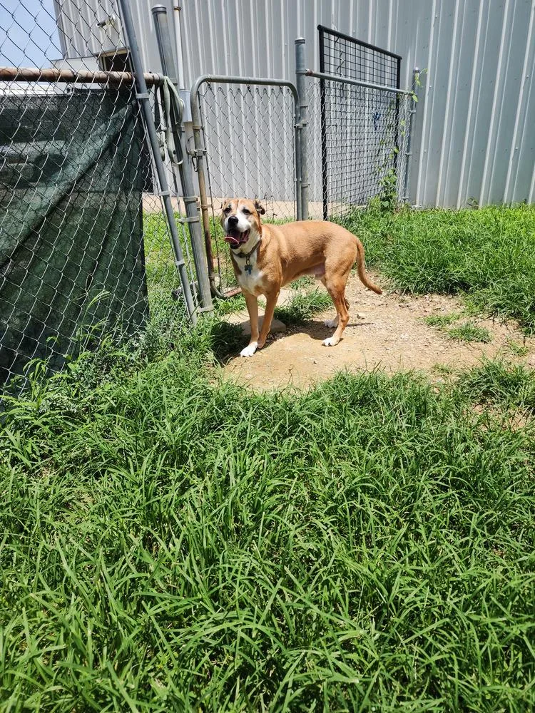 An adult large-sized male Tricolor (Brown, Black, & White) Mixed Breed dog named Creed for adoption in Evansville, IN