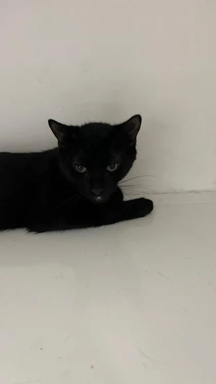 A baby small-sized male Domestic Short Hair cat named Neptune for adoption in Manteo, NC