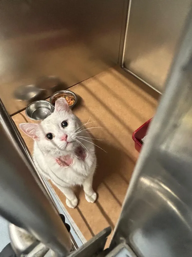 A young large-sized male Domestic Short Hair cat named Aspen for adoption in Cartersville , GA