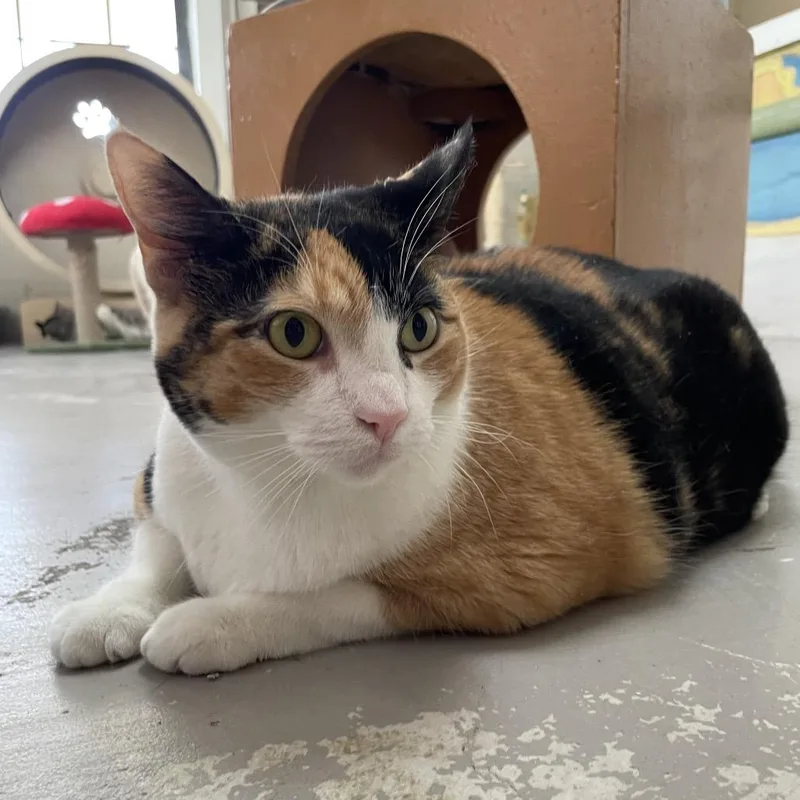 An adult extra large-sized female Calico Domestic Short Hair cat named Mimi for adoption in Laredo, TX