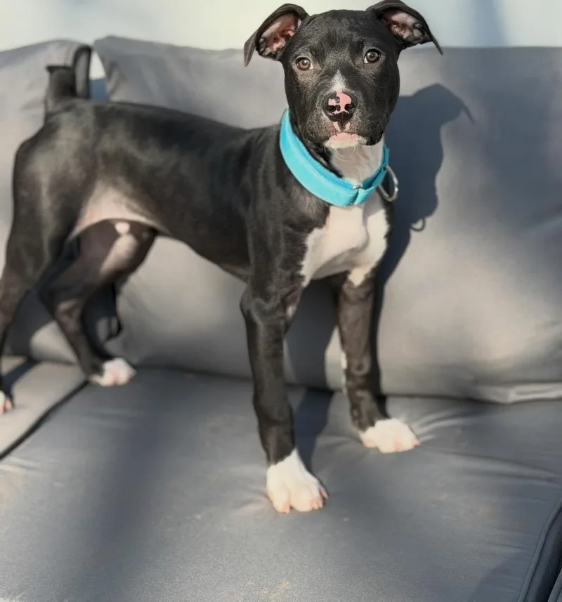 A baby medium-sized male Bicolor Pit Bull Terrier dog named Beau for adoption in Hewitt, NJ