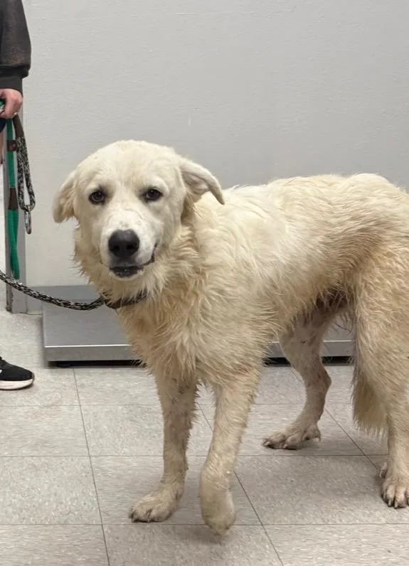 A young medium-sized female Great Pyrenees dog named D for adoption in Sorrento, LA