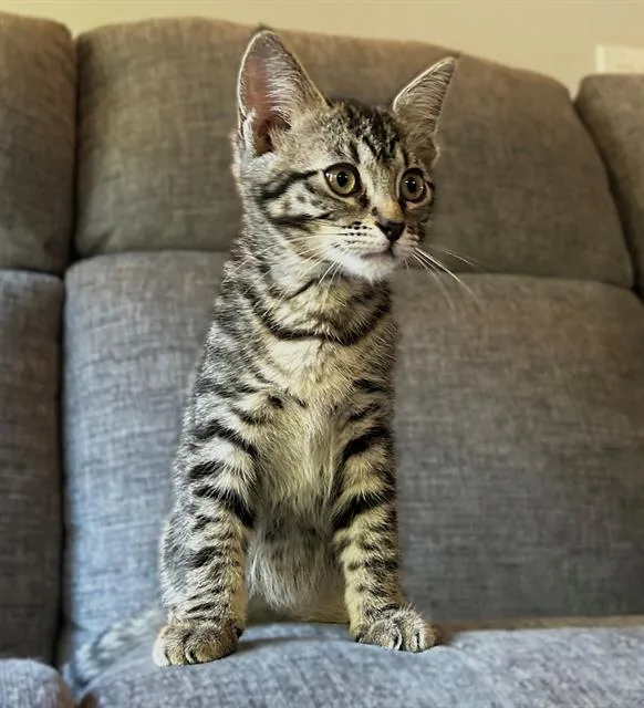 A baby small-sized female Domestic Short Hair cat named Maple for adoption in Sacramento, CA