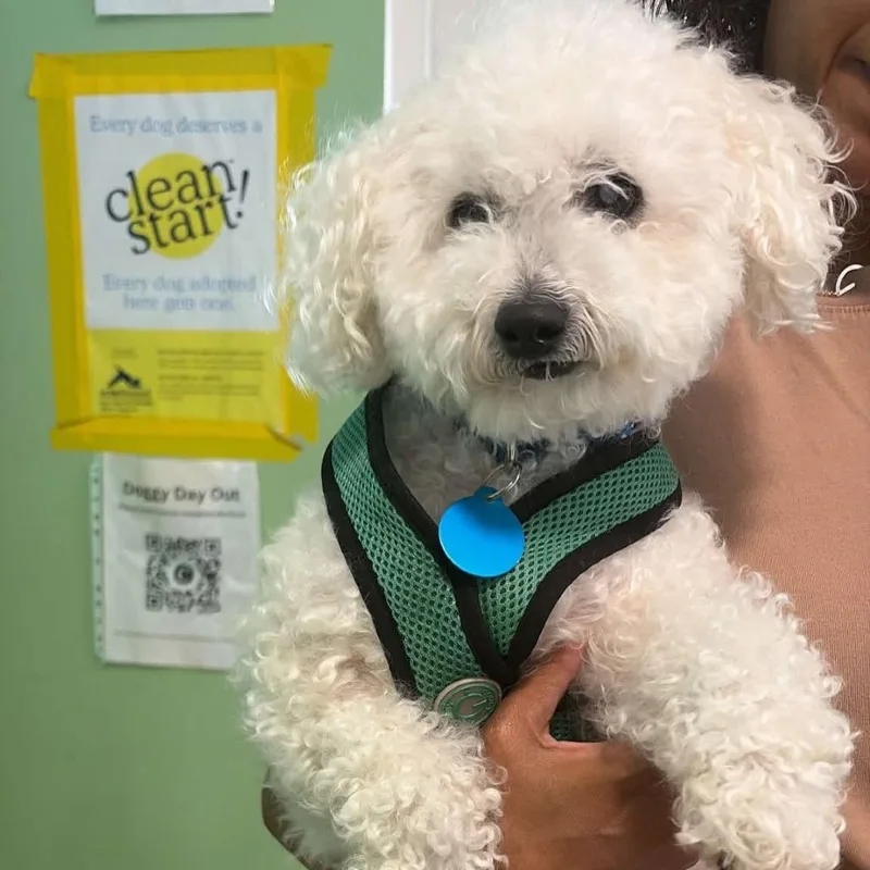 A senior small-sized male White / Cream Bichon Frise dog named Tiny Bill for adoption in Tampa, FL