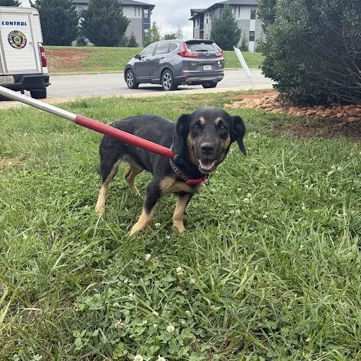 A young medium-sized female Black Shepherd dog named Justius for adoption in Lynchburg, VA