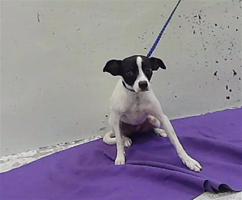 A young small-sized female Chihuahua dog named Cookie for adoption in Houston, TX