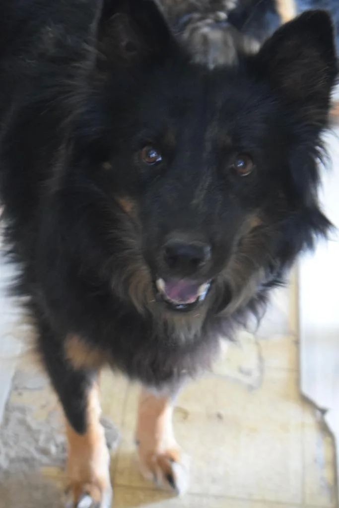 An adult medium-sized female Chow Chow dog named Clementine for adoption in Pahrump, NV