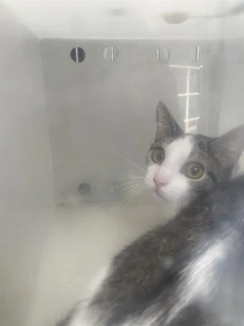 A young medium-sized female Domestic Short Hair cat named Billy for adoption in Dallas, TX