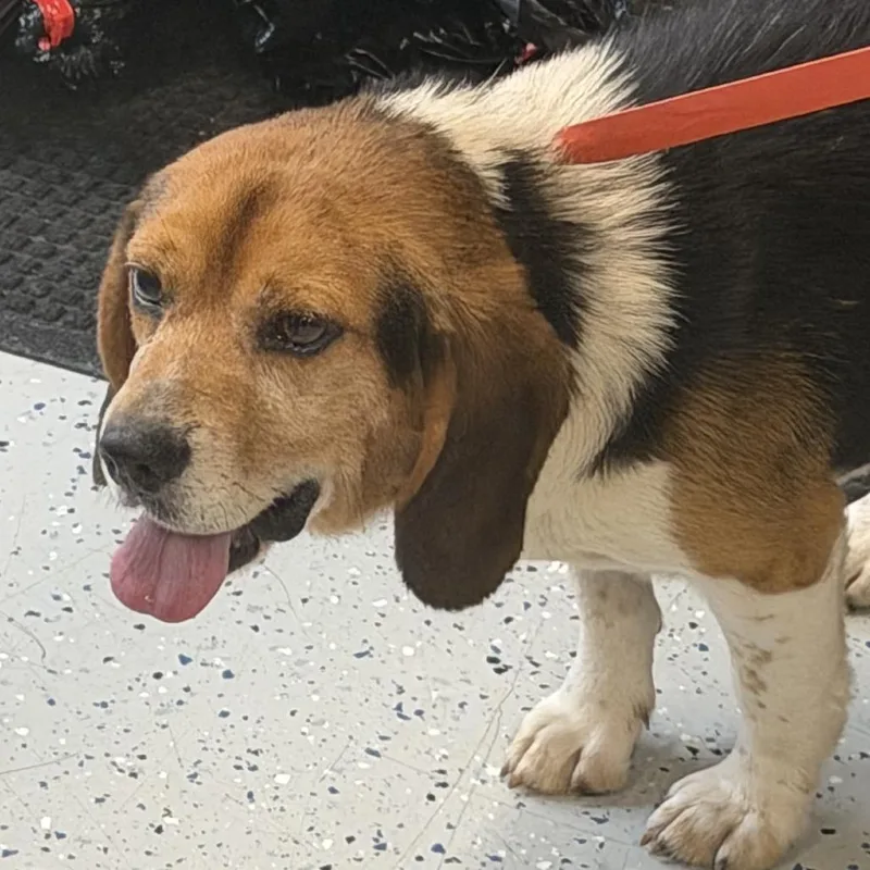 A senior small-sized male Brown / Chocolate Beagle dog named Montgomery for adoption in Marion, VA