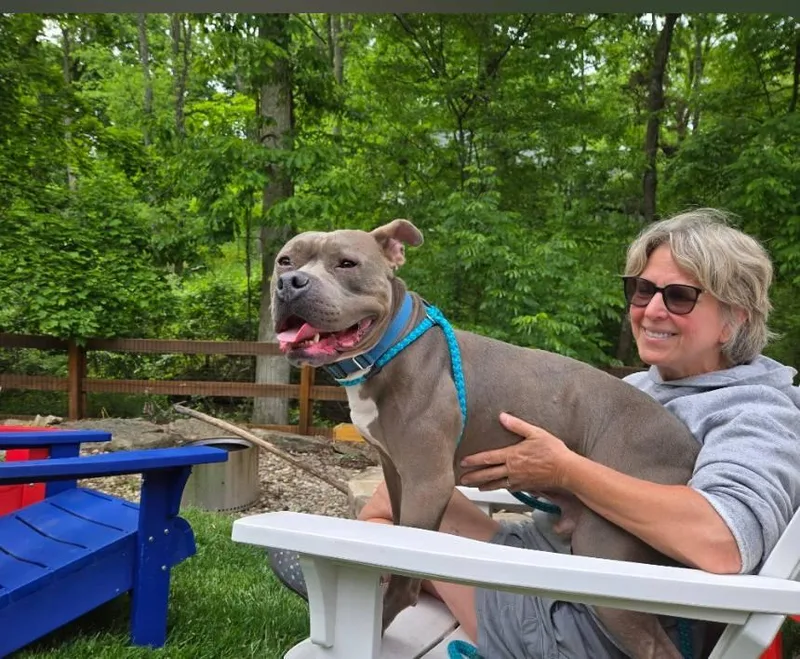 An adult large-sized male American Staffordshire Terrier dog named Murphy for adoption in Cincinnati, OH
