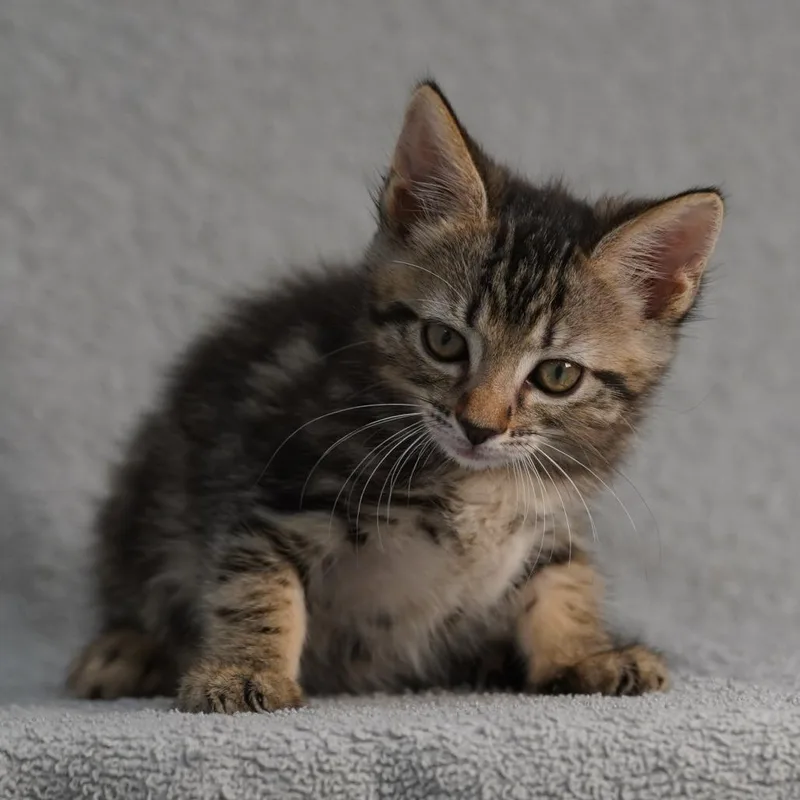 A baby small-sized female Brown / Chocolate Domestic Short Hair cat named Jenny for adoption in Sunnyvale, CA