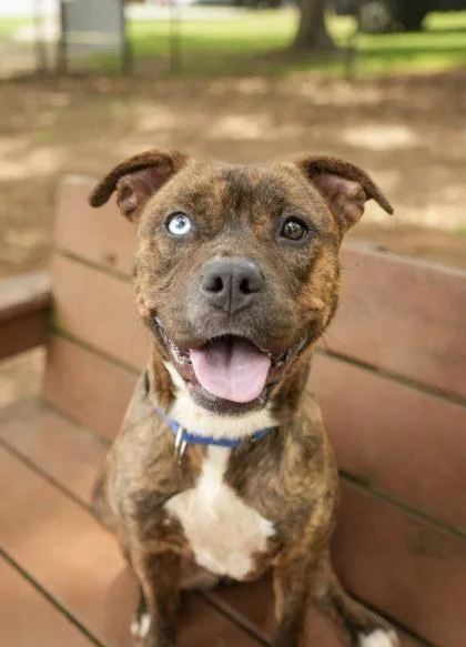 A young medium-sized female Mixed Breed dog named Intake for adoption in Aiken, SC